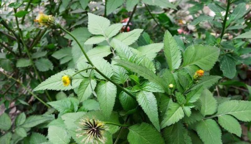 野生中草药三叶鬼针草粘人草种子籽春秋种植易种药用植物药材