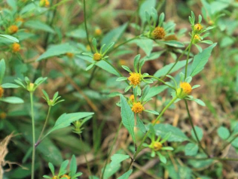 野生中草药三叶鬼针草粘人草种子籽春秋种植易种药用植物药材