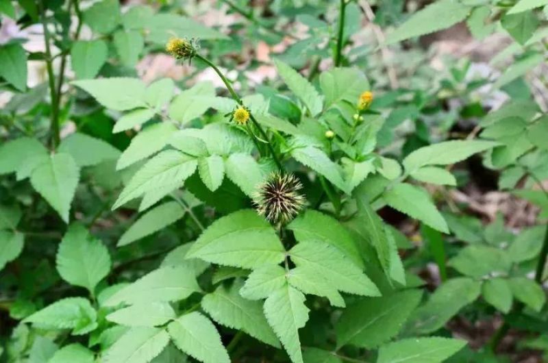 野生中草药三叶鬼针草粘人草种子籽春秋种植易种药用植物药材