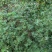 野生中草药三叶鬼针草粘人草种子籽春秋种植易种药用植物药材