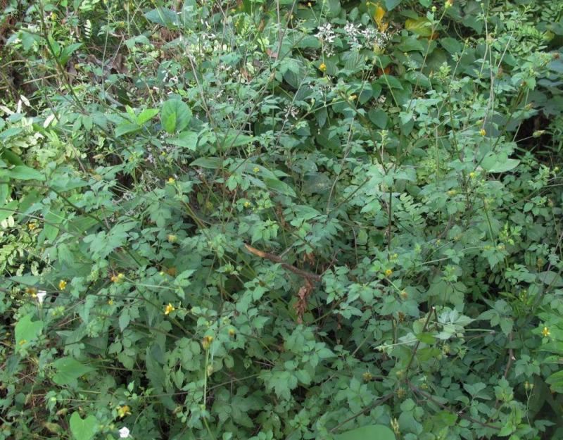 野生中草药三叶鬼针草粘人草种子籽春秋种植易种药用植物药材