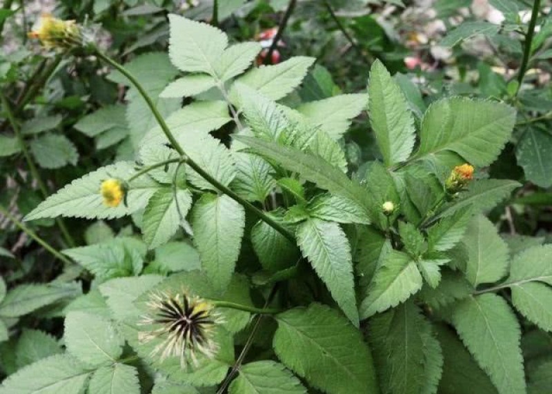 野生中草药三叶鬼针草粘人草种子籽春秋种植易种药用植物药材