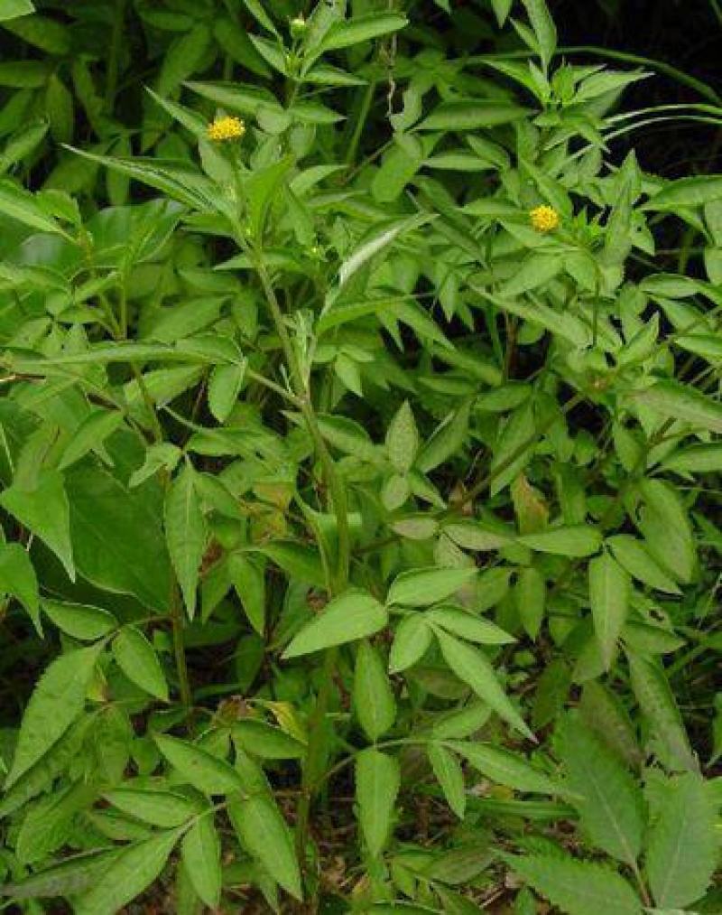 野生中草药三叶鬼针草粘人草种子籽春秋种植易种药用植物药材
