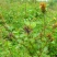野生中草药三叶鬼针草粘人草种子籽春秋种植易种药用植物药材