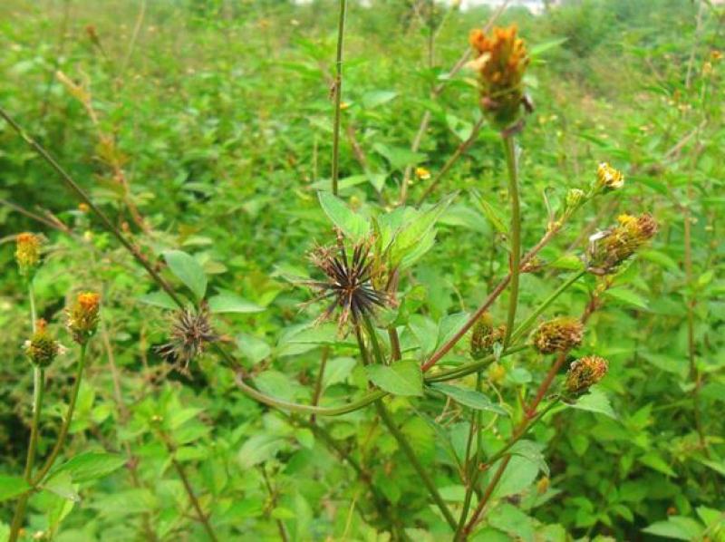 野生中草药三叶鬼针草粘人草种子籽春秋种植易种药用植物药材