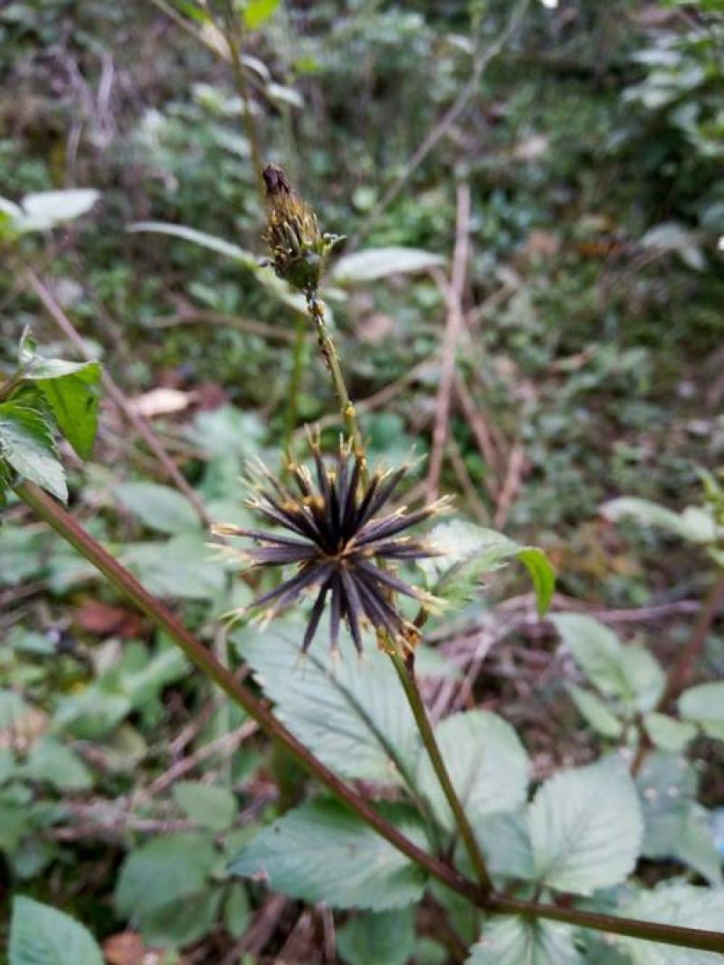 野生中草药三叶鬼针草粘人草种子籽春秋种植易种药用植物药材
