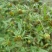 野生中草药三叶鬼针草粘人草种子籽春秋种植易种药用植物药材