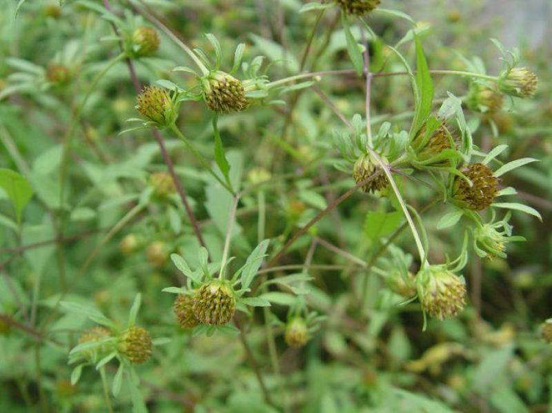 野生中草药三叶鬼针草粘人草种子籽春秋种植易种药用植物药材