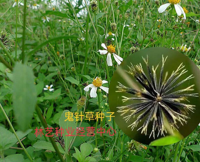 野生中草药三叶鬼针草粘人草种子籽春秋种植易种药用植物药材