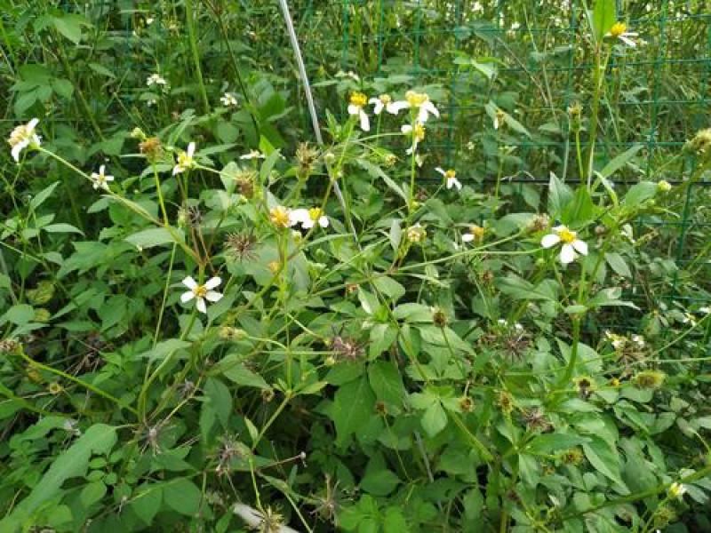 野生中草药三叶鬼针草粘人草种子籽春秋种植易种药用植物药材