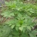 野生中草药三叶鬼针草粘人草种子籽春秋种植易种药用植物药材