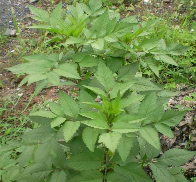 野生中草药三叶鬼针草粘人草种子籽春秋种植易种药用植物药材