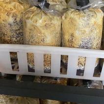（荣誉老店）精品桑黄菌包，常年批发出售，产地一手货源
