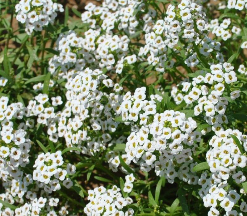 香雪球种子四季播种开花耐寒室内外阳台盆栽冬季易活花卉种子