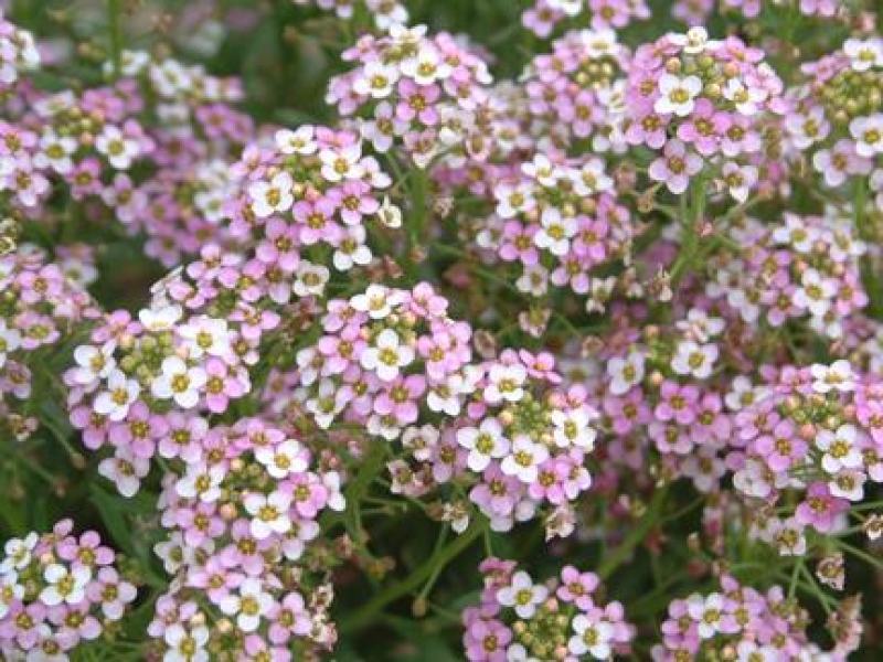 香雪球种子四季播种开花耐寒室内外阳台盆栽冬季易活花卉种子