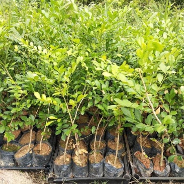 九里香盆栽室内花卉绿植阳台客厅四季常青开花植物驱蚊