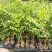 九里香盆栽室内花卉绿植阳台客厅四季常青开花植物驱蚊