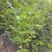 九里香盆栽室内花卉绿植阳台客厅四季常青开花植物驱蚊