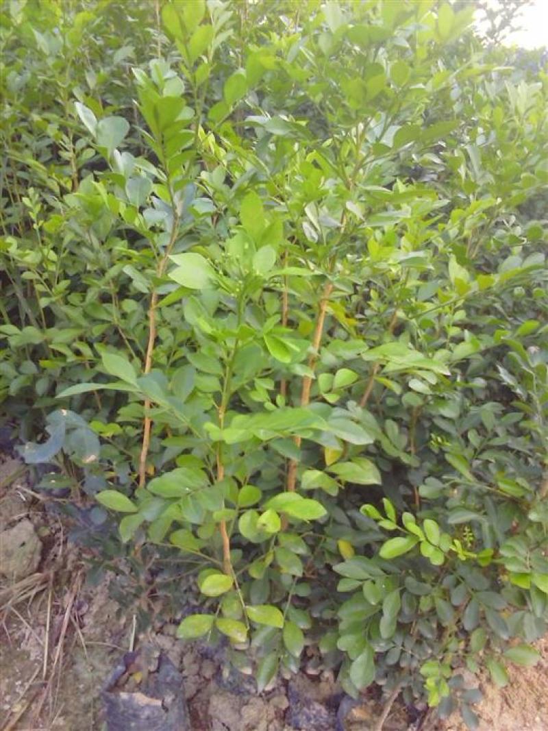 九里香盆栽室内花卉绿植阳台客厅四季常青开花植物驱蚊