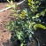九里香盆栽室内花卉绿植阳台客厅四季常青开花植物驱蚊