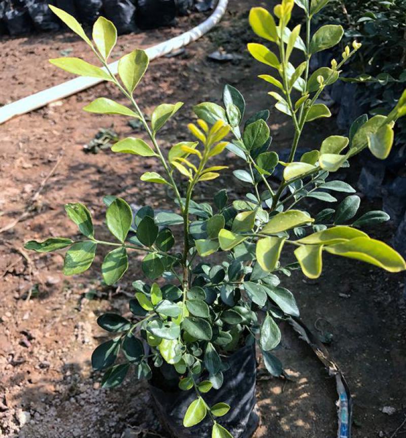 九里香盆栽室内花卉绿植阳台客厅四季常青开花植物驱蚊