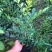 九里香盆栽室内花卉绿植阳台客厅四季常青开花植物驱蚊