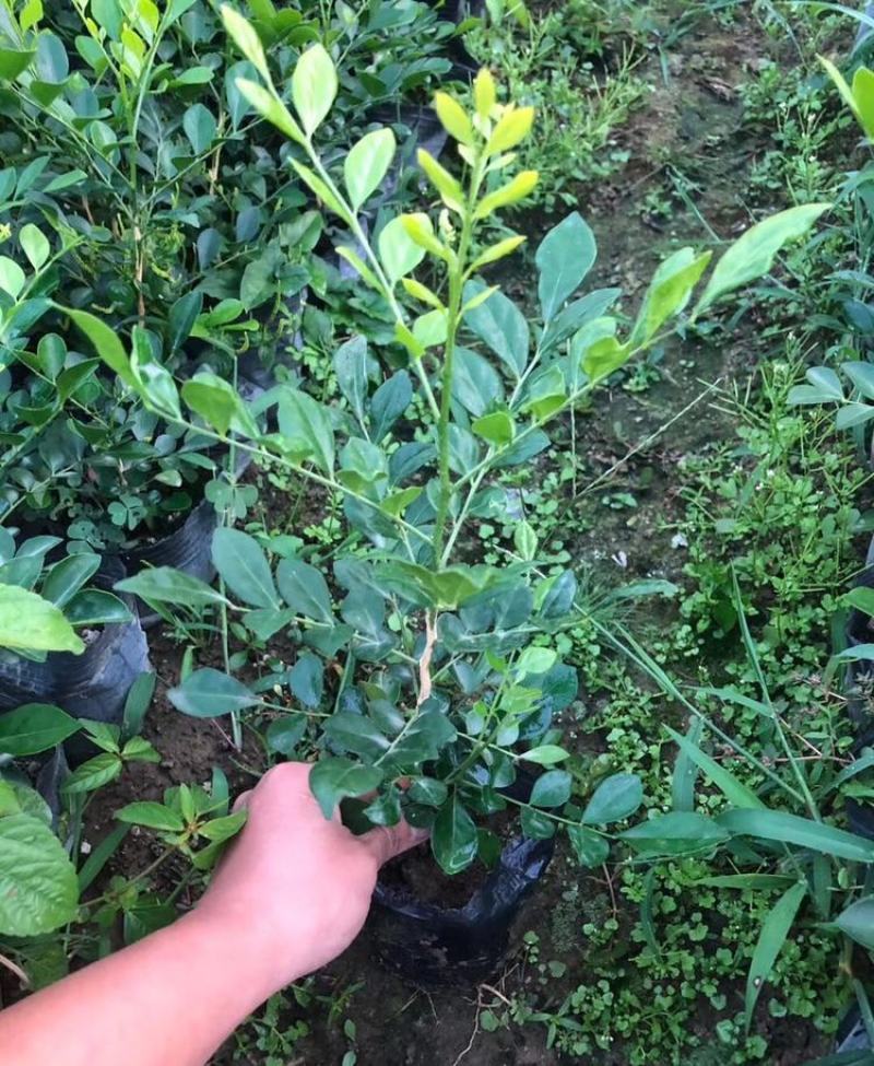 九里香盆栽室内花卉绿植阳台客厅四季常青开花植物驱蚊