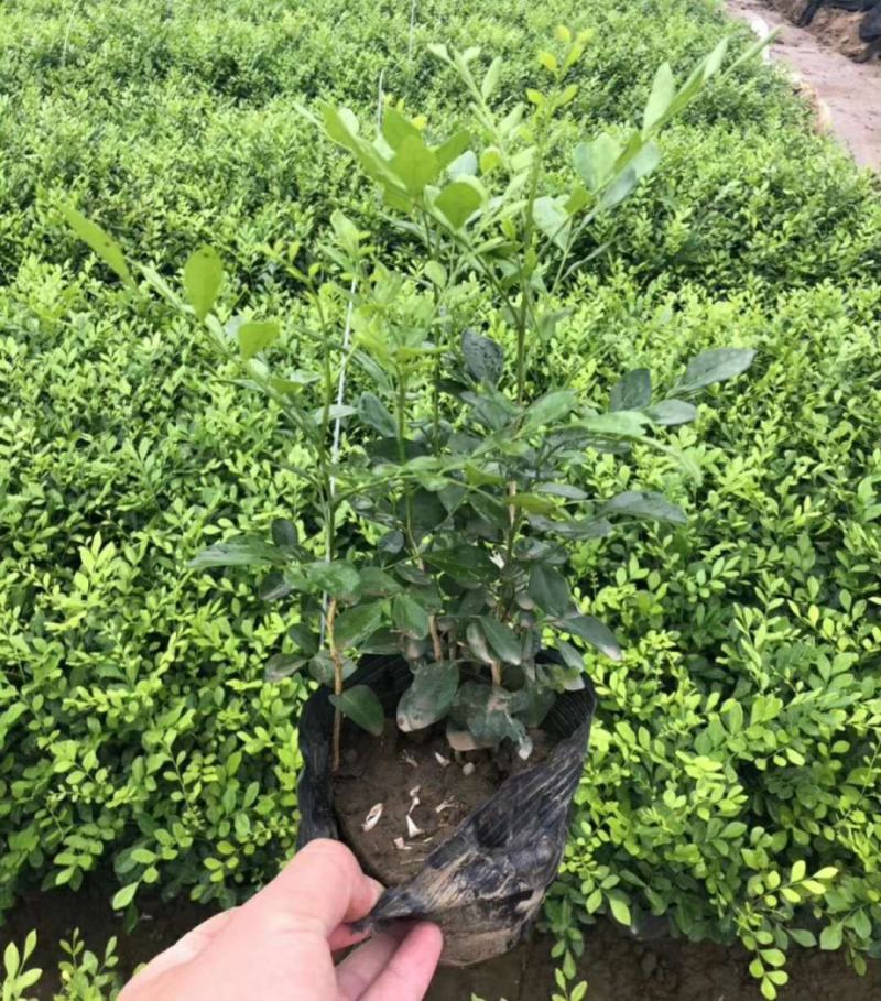 九里香盆栽室内花卉绿植阳台客厅四季常青开花植物驱蚊