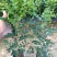 九里香盆栽室内花卉绿植阳台客厅四季常青开花植物驱蚊