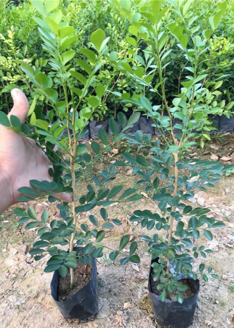 九里香盆栽室内花卉绿植阳台客厅四季常青开花植物驱蚊