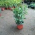 九里香盆栽室内花卉绿植阳台客厅四季常青开花植物驱蚊