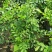 九里香盆栽室内花卉绿植阳台客厅四季常青开花植物驱蚊