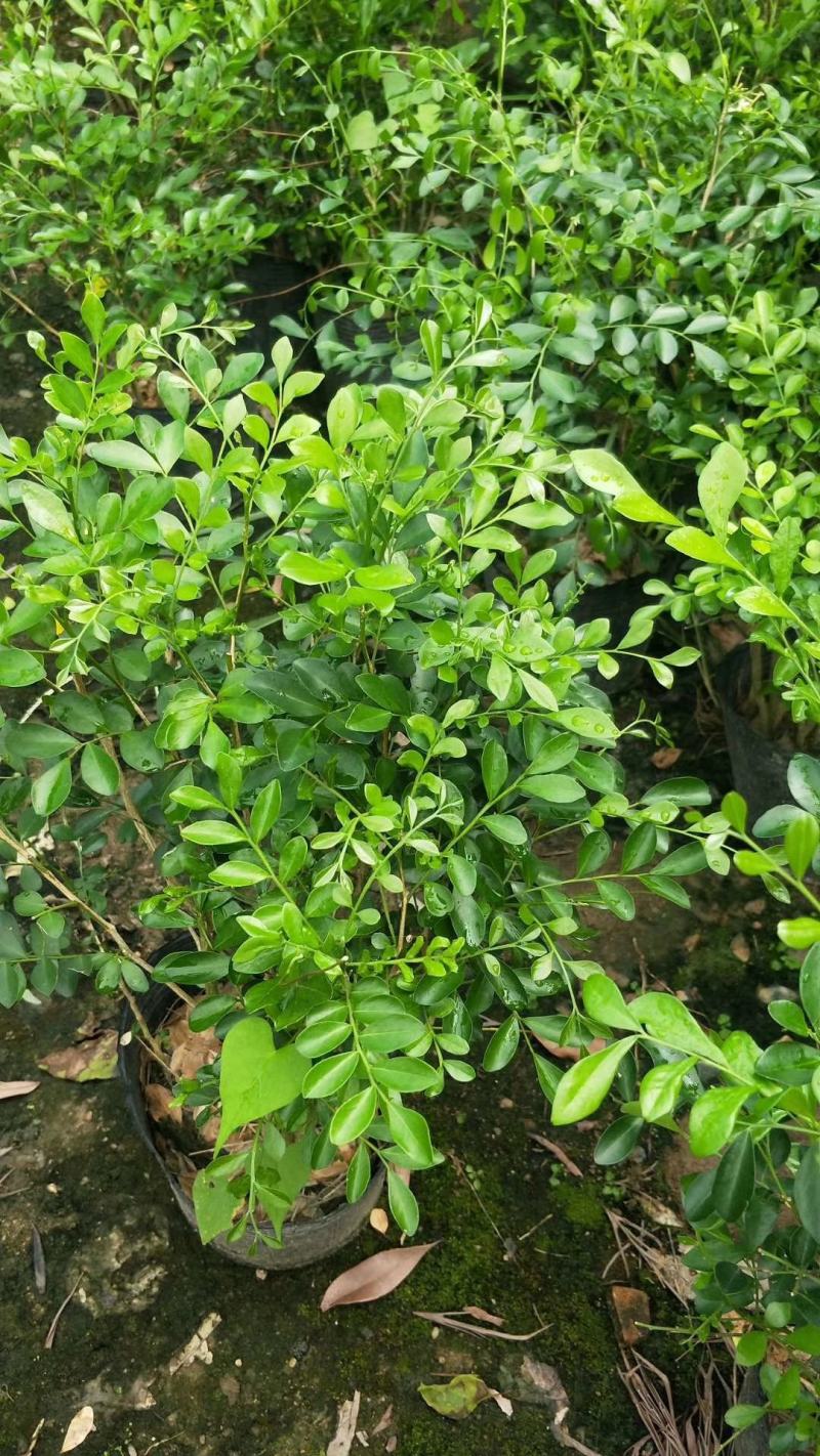 九里香盆栽室内花卉绿植阳台客厅四季常青开花植物驱蚊