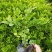 九里香盆栽室内花卉绿植阳台客厅四季常青开花植物驱蚊
