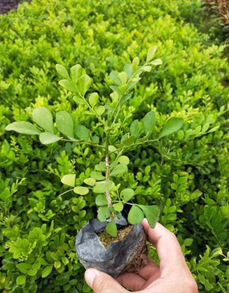 九里香盆栽室内花卉绿植阳台客厅四季常青开花植物驱蚊