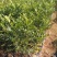 九里香盆栽室内花卉绿植阳台客厅四季常青开花植物驱蚊