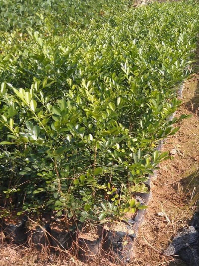 九里香盆栽室内花卉绿植阳台客厅四季常青开花植物驱蚊