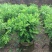 九里香盆栽室内花卉绿植阳台客厅四季常青开花植物驱蚊