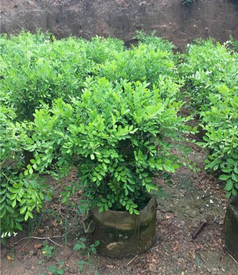 九里香盆栽室内花卉绿植阳台客厅四季常青开花植物驱蚊