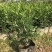 九里香盆栽室内花卉绿植阳台客厅四季常青开花植物驱蚊