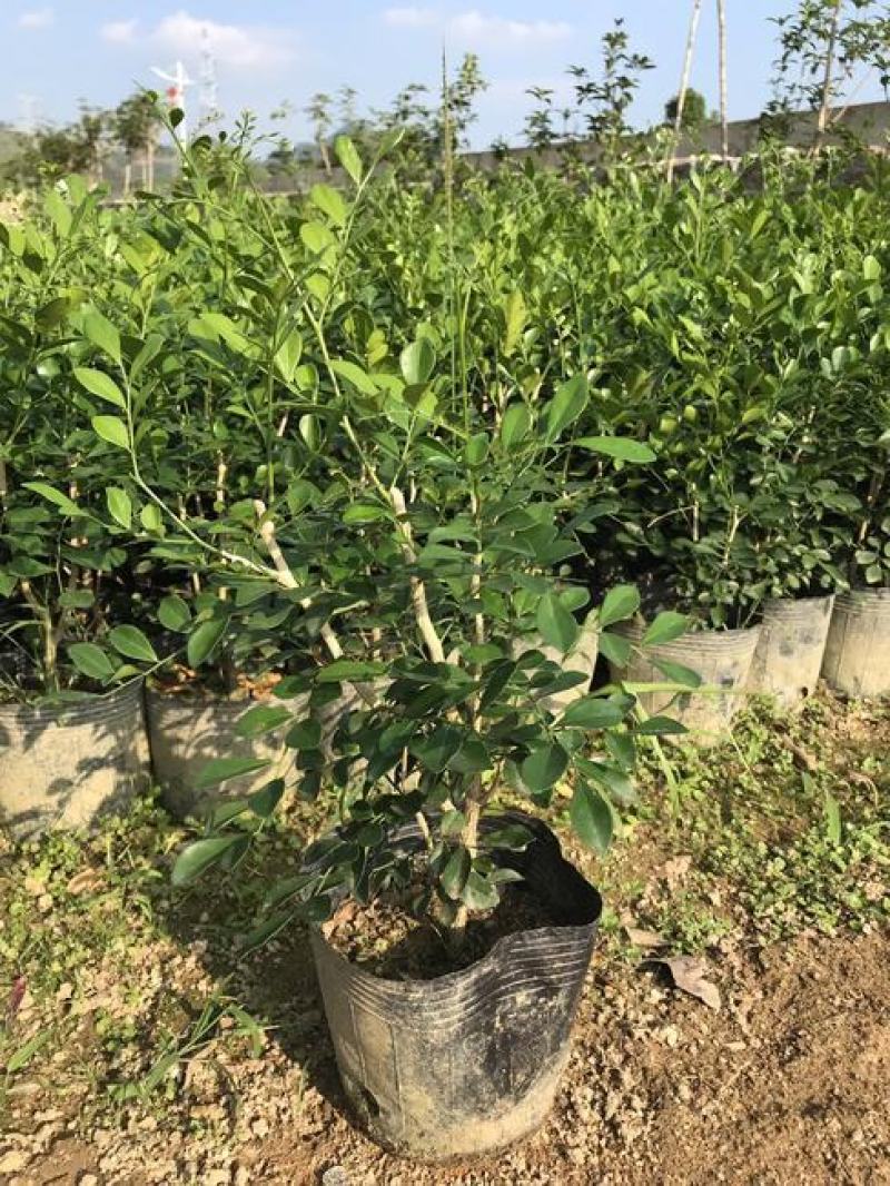 九里香盆栽室内花卉绿植阳台客厅四季常青开花植物驱蚊