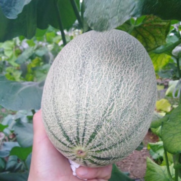 阜城县甜瓜
