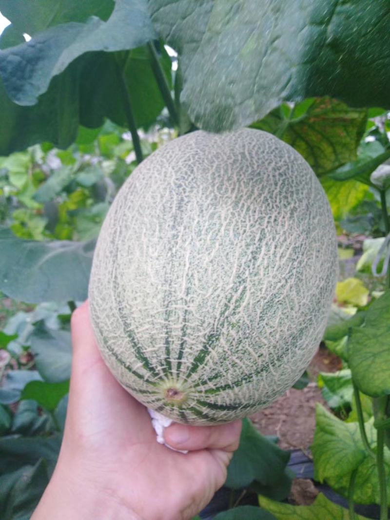 阜城县甜瓜