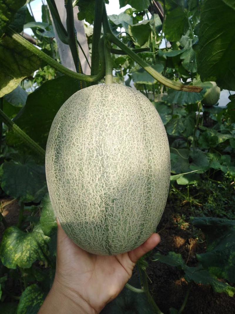 阜城县甜瓜