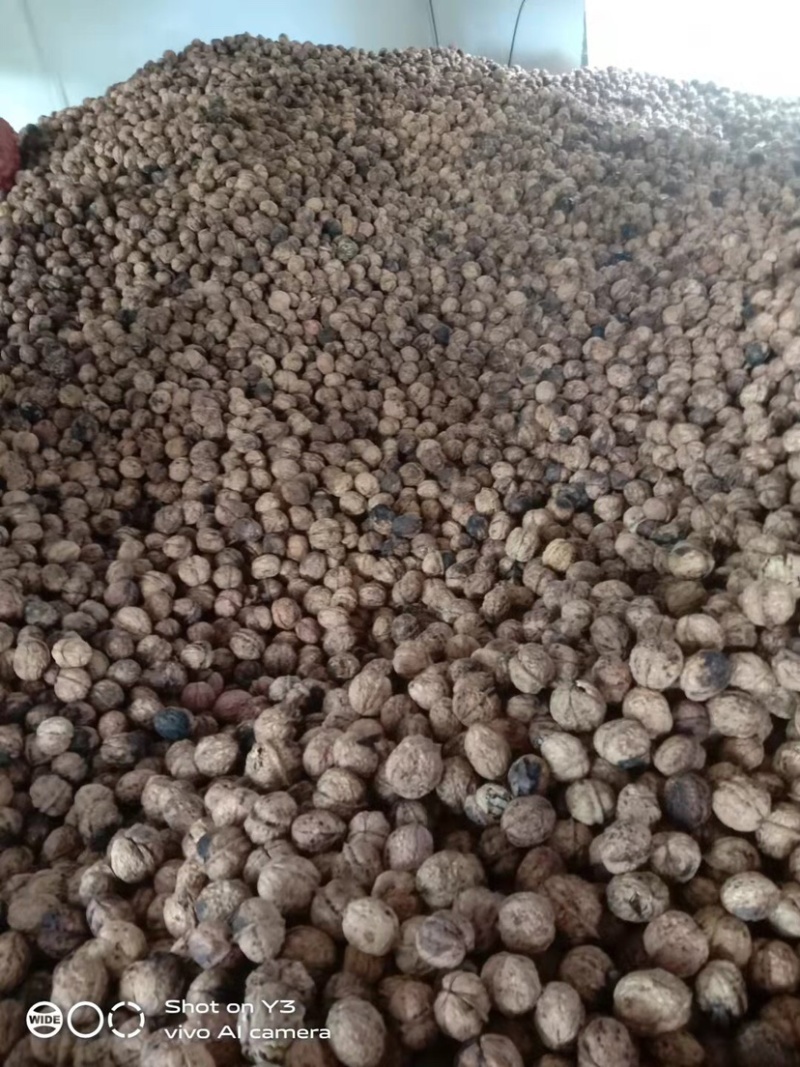 2024年云南新核桃大麻子薄皮泡核桃量大价优
