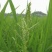 散装稗草种子水稗草子长稻田里养喂鱼草水稗草籽水草种子