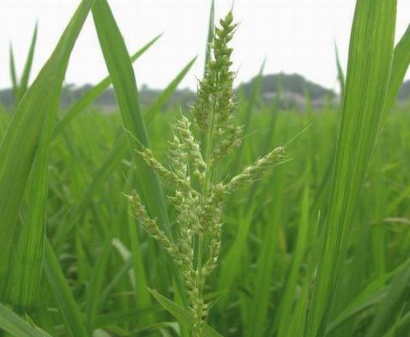 散装稗草种子水稗草子长稻田里养喂鱼草水稗草籽水草种子