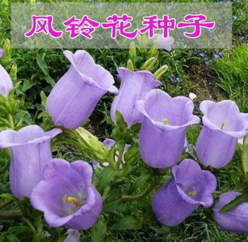 风铃草种子室外庭院鲜花风铃花种子花卉花草种子花种籽子