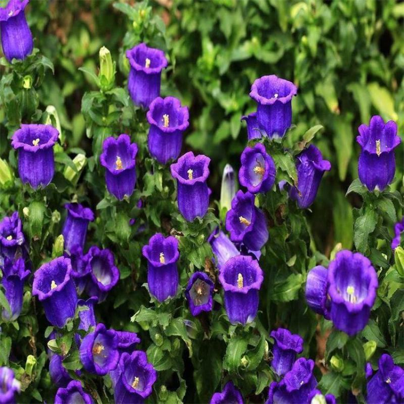 风铃草种子室外庭院鲜花风铃花种子花卉花草种子花种籽子