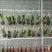 百搭小挂篮挂篮盆栽绿植挂篮四色可选可混搭实物实拍图